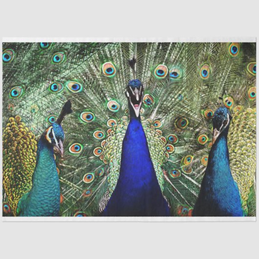 Peacock Birds Wall Art-deportpapier Tissuepapier (Voorkant)