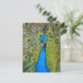 Peacock Blue Head met kleurrijke staartopperen Briefkaart (Staand voorkant)