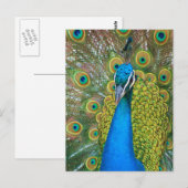 Peacock Blue Head met kleurrijke staartopperen Briefkaart (Voorkant / Achterkant)