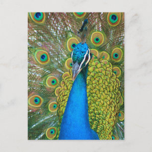 Peacock Blue Head met kleurrijke staartopperen Briefkaart