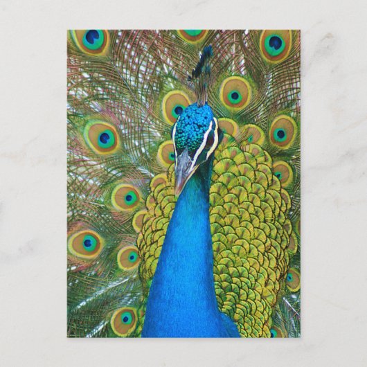 Peacock Blue Head met kleurrijke staartopperen Briefkaart (Voorkant)