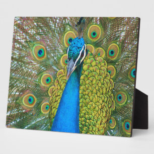 Peacock Blue Head met kleurrijke staartopperen Fotoplaat