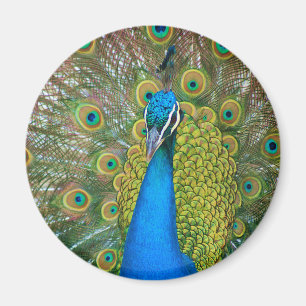Peacock Blue Head met kleurrijke staartopperen Magneet
