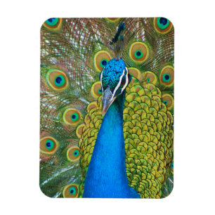 Peacock Blue Head met kleurrijke staartopperen Magneet
