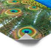 Peacock Blue Head met kleurrijke staartopperen Poster (Hoek)