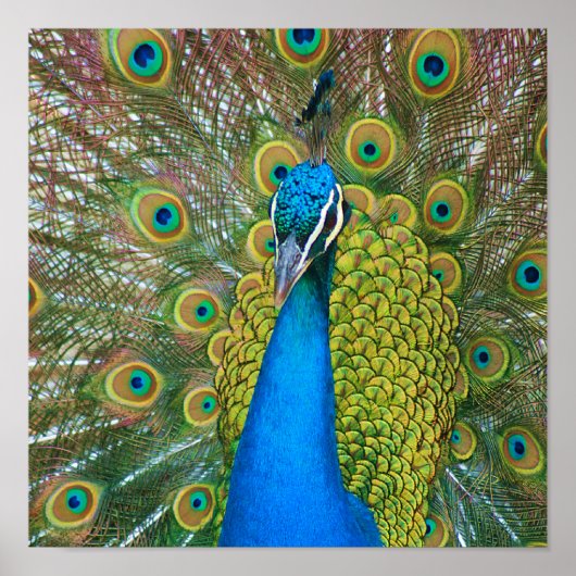 Peacock Blue Head met kleurrijke staartopperen Poster (Voorkant)