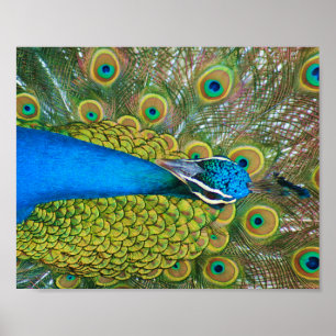 Peacock Blue Head met kleurrijke staartopperen Poster