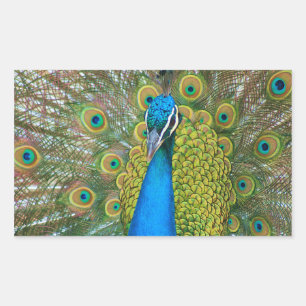 Peacock Blue Head met kleurrijke staartopperen Rechthoekige Sticker