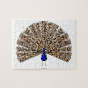 Peacock Blue Legpuzzel