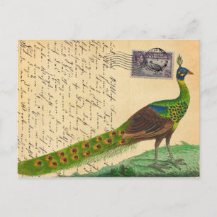 Peacock-brief met stempel en poststempel Briefkaart
