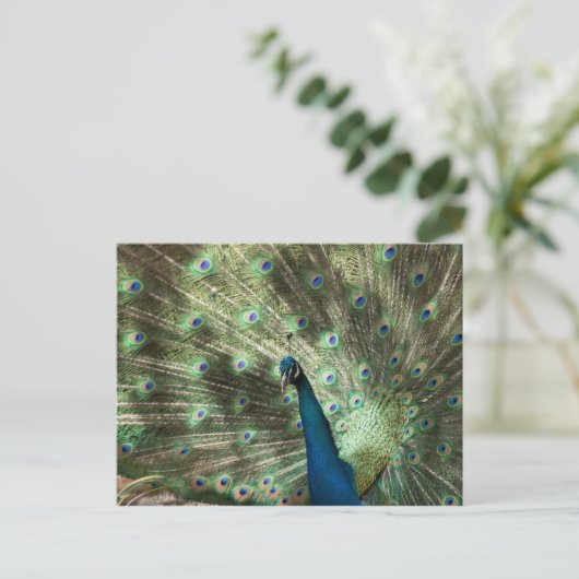 Peacock Briefkaart (Staand voorkant)