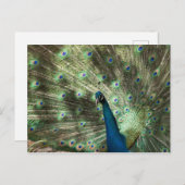 Peacock Briefkaart (Voorkant / Achterkant)