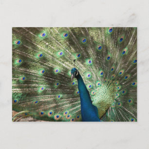 Peacock Briefkaart