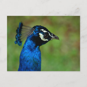 Peacock Briefkaart
