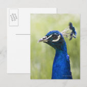 Peacock Briefkaart (Voorkant / Achterkant)