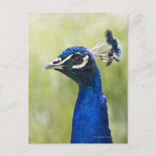 Peacock Briefkaart
