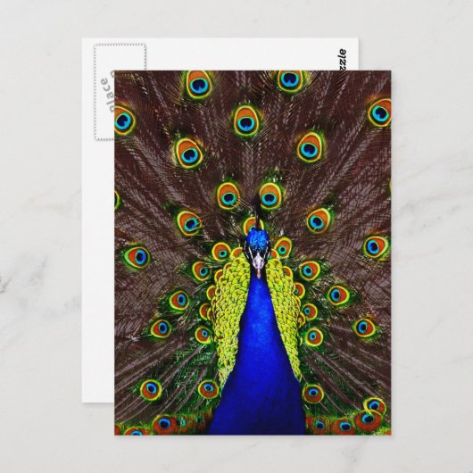 Peacock Briefkaart (Voorkant / Achterkant)