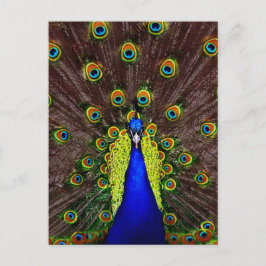 Peacock Briefkaart