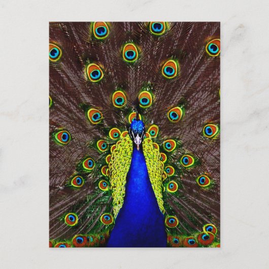 Peacock Briefkaart (Voorkant)