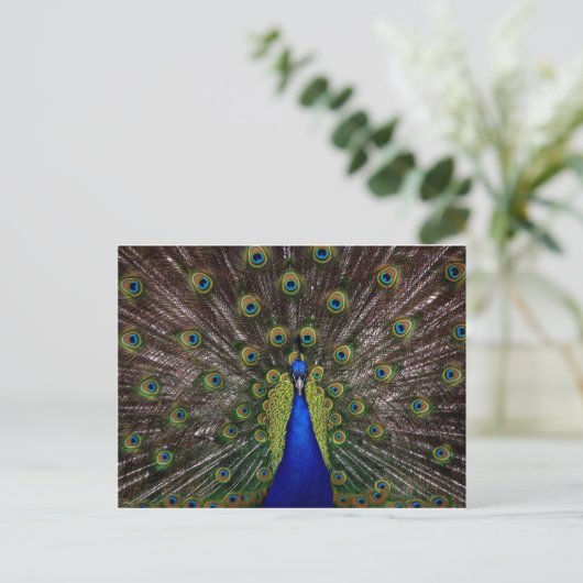 Peacock Briefkaart (Staand voorkant)