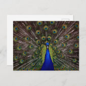 Peacock Briefkaart (Voorkant / Achterkant)