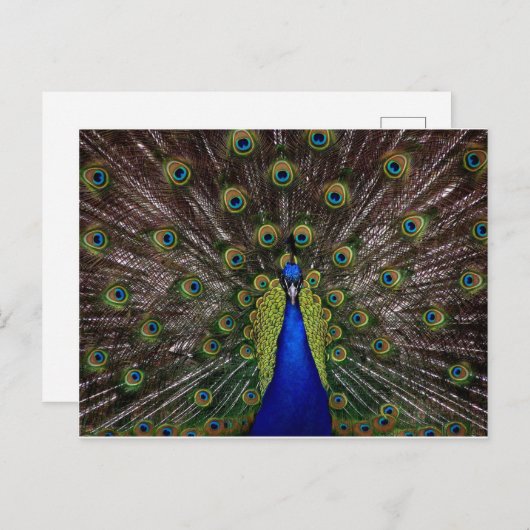 Peacock Briefkaart (Voorkant / Achterkant)