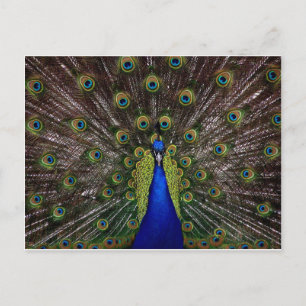 Peacock Briefkaart