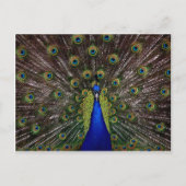 Peacock Briefkaart (Voorkant)