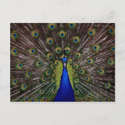 Peacock Briefkaart (Voorkant)