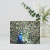 Peacock briefkaart (Staand voorkant)