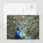 Peacock briefkaart (Voorkant / Achterkant)
