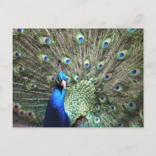 Peacock briefkaart