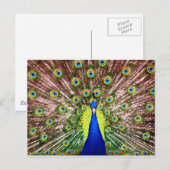 PEACOCK BRIEFKAART (Voorkant / Achterkant)