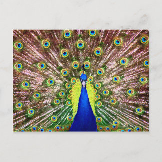 PEACOCK BRIEFKAART
