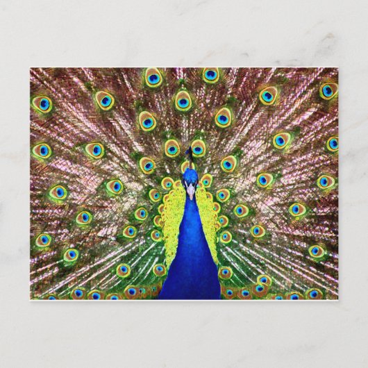 PEACOCK BRIEFKAART (Voorkant)