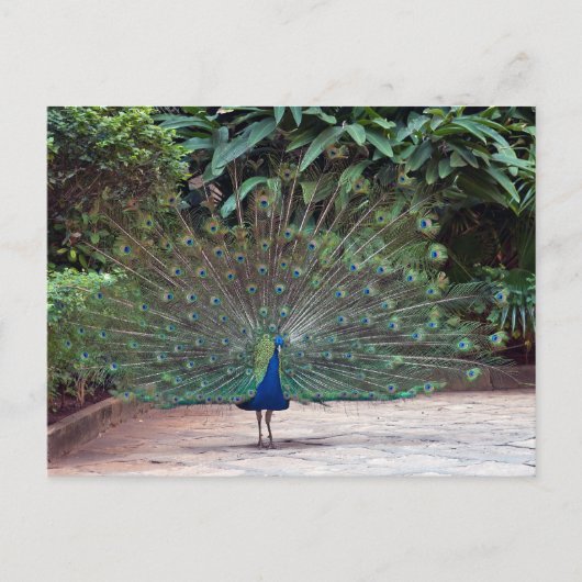 Peacock Briefkaart (Voorkant)