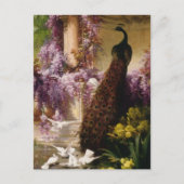  Peacock Briefkaart (Voorkant)
