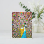 Peacock Briefkaart (Staand voorkant)
