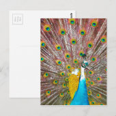 Peacock Briefkaart (Voorkant / Achterkant)