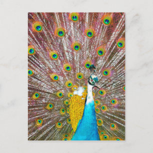 Peacock Briefkaart