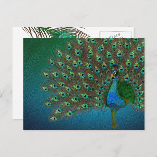 Peacock Briefkaart (Voorkant / Achterkant)