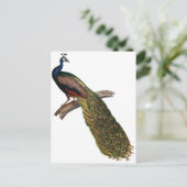  Peacock Briefkaart (Staand voorkant)