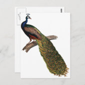  Peacock Briefkaart (Voorkant / Achterkant)