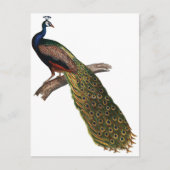  Peacock Briefkaart (Voorkant)