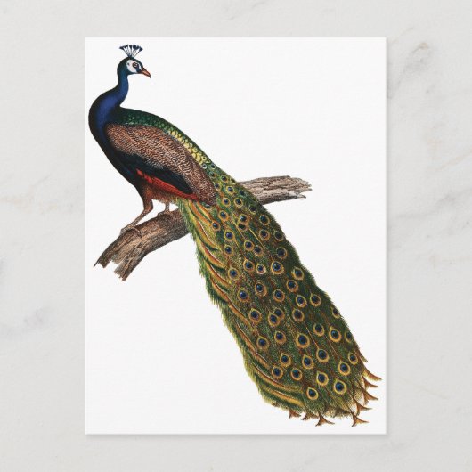  Peacock Briefkaart (Voorkant)