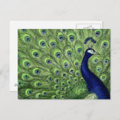  Peacock Briefkaart (Voorkant / Achterkant)