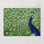  Peacock Briefkaart (Voorkant)