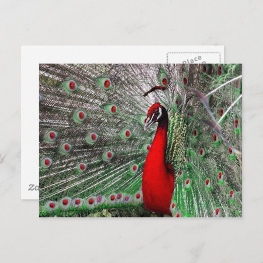 Peacock Briefkaart (Voorkant / Achterkant)