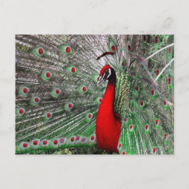 Peacock Briefkaart