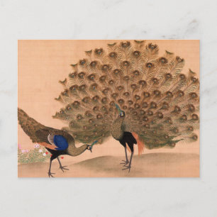  Peacock Briefkaart